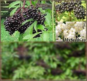   Elderberry Seeds Sambucus canadensis EDIBLE FRUIT CLD TOLRNT Z 3 9