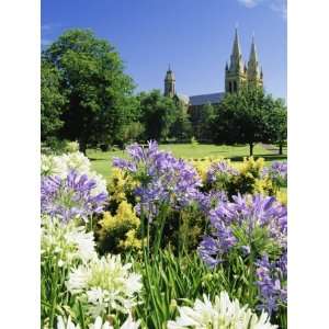 Agapanthus Flowers and St. Peters Anglican Cathedral, Adelaide, South 