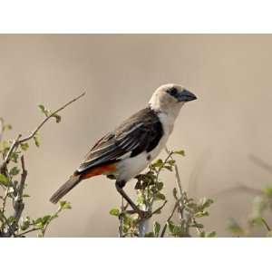 White Headed Buffalo Weaver (Dinemellia Dinemelli), Samburu National 