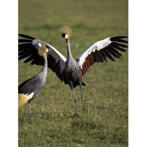  Grey Crowned Crane Dancing Next to Its Mate with Its Feet 