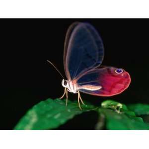 Glasswing Butterfly, Cithaerias Menander, Corcovado National Park 