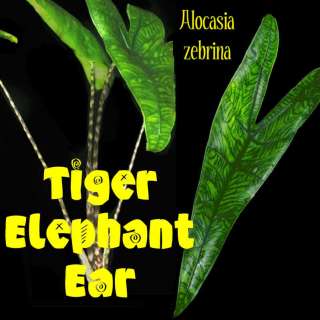 LIVE TIGER ELEPHANT EAR Narrow Leaf ZEBRA STRIPED STEMS Alocasia 