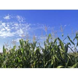  Field of Corn against a Clear Blue Sky, Virginia Stretched 
