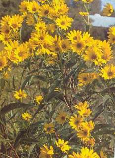 Helianthus (Perennial Sunflower) Grosseserratus Sawtooth Sunflower 