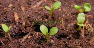 Germinating seeds.