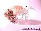 Hermit Crab Art Glass Tiger Moon Sea shell animal