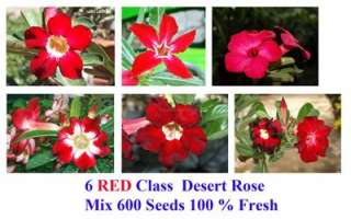 Mixed 600 seeds 6 CLASS RED Adenium obesum 100 %FRESH  