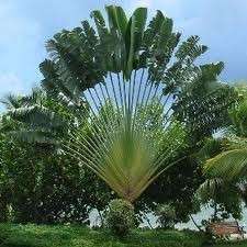 Travellers Palm ( Ravenala Madagascariensis) 20 Seeds  