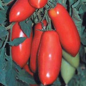 San Marzano Tomato 4 Plants   Hybrid and Vigorous  