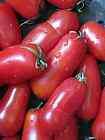 San Marzano Tomato 50 PREMIUM USA SEEDS ~ Best Sauce Tomato EVER