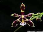 Rare orchid species young plant   Phalaenopsis Manii BLACK