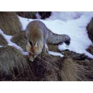  High Angle View of a Red Fox, Gran Paradiso National Park 