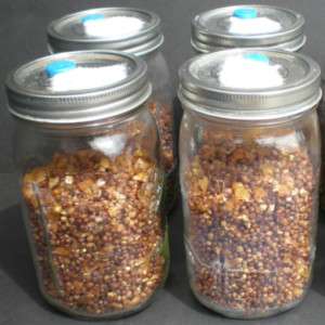 Mushroom spawn substrate sterilized mycology magic jars  
