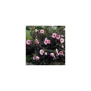  Hibiscus Summer Storm PP#20,443 Perennial Plant Patio 
