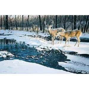  Jim Kasper   Flowing Harmony   Whitetail Deer