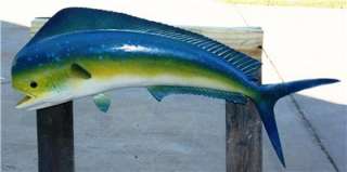XL 34 inch Mahi Mahi Dolphin Fish Mount  Cool Colors  