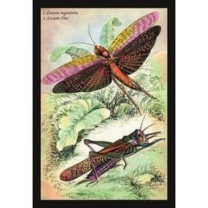 Vintage Art Insects Locusta Migratoria and Locusta Dux   Giclee Fine 