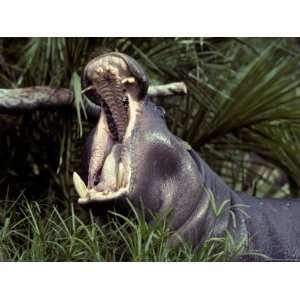  The Gaping and Deadly Jaws of a Yawning Pygmy Hippopotamus 