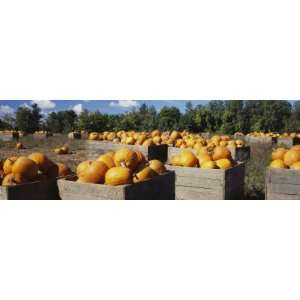  Ripe Pumpkins in Wooden Crates, Grand Rapids, Kent County 