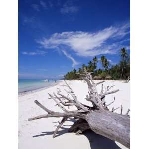 Dry Tree Log on Pingwe Beach, Zanzibar, Tanzania, East Africa, Africa 
