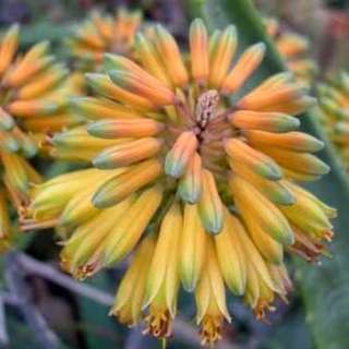  pale yellow to bright orange flowers in pyramidal clusters in winter 