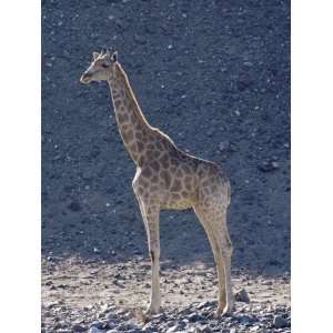  Giraffe Skeleton Coast, Namibia, Africa Photographic 