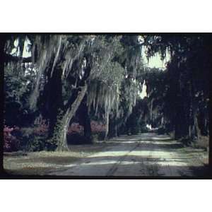   trees with Spanish moss and crepe myrtle 1935  Home