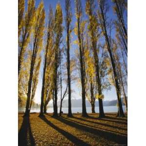  Autumnal Trees by Lake Wanaka, Otago, South Island, New 