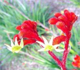 Perennial with long, mid green, lance shaped leaves. Crimson , wooly 