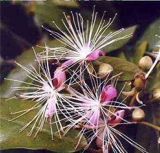 Capparis spinosa Spineless Caper seeds ES66  
