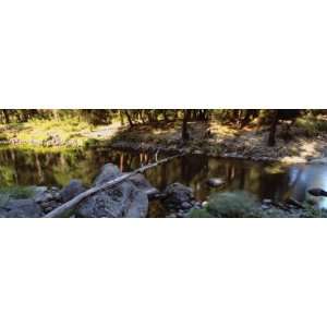 Bare Tree Lying on Stones, Merced River, Californian Sierra Nevada 