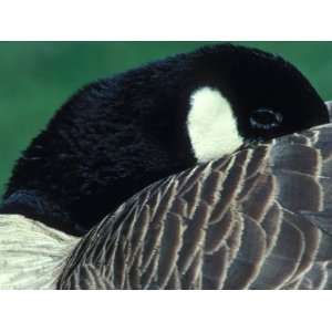 Canada Goose Tucks Bill under its Wings as it Settles Down to Sleep 