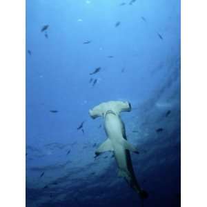  A Scalloped Hammerhead Shark Photographed from Beneath 