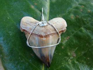Quality Megalodon Shark Tooth Necklace Pendant 1 1/2  