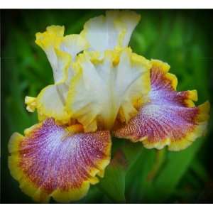  Whispering Spirits Tall Bearded Iris Rhizome Iridaceae 1 
