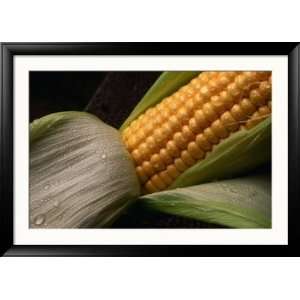  Cob of Corn with Water Droplets, Australia Framed 