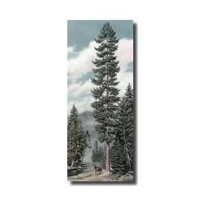   Beneath Towering Western White Pine Trees Giclee Print